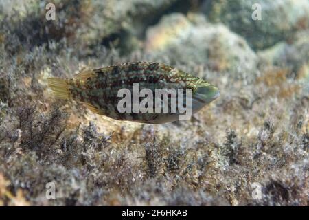 Wrasse a cinque punti (Symphodus roissali) Foto Stock