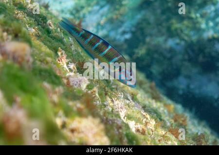 Grasse ornato (Thalassoma pavo) Foto Stock