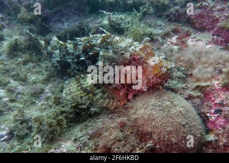 Scorfano di grandi dimensioni (Scorpaena scrofa) Foto Stock