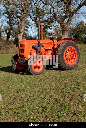 Un trattore Case vintage in un campo forato con mais In primavera Foto Stock