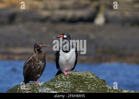 Shag Rock (Phalacrocorax magellanicus) in piedi sulle scogliere di più deprimente isola nelle isole Falkland Foto Stock