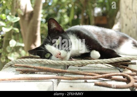 Ritratto di gatto bianco e nero rilassante al sole Foto Stock