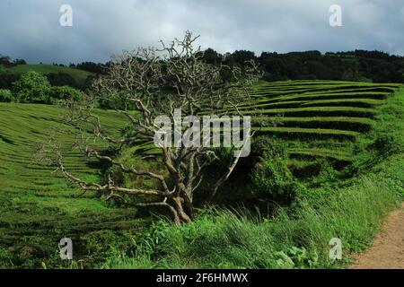 Piantagione di tè Gorreana a Sao Miguel, Azzorre (Portogallo) Foto Stock
