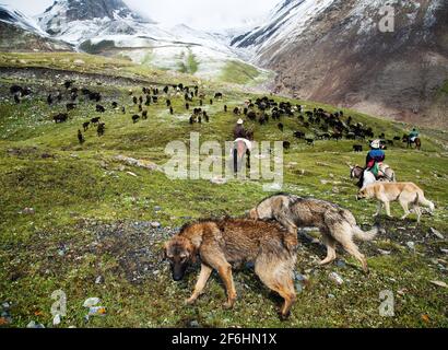 calciatori con cani e gregge in alay montagne Foto Stock