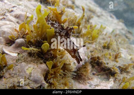Lepre di mare punteggiato (Aplysia punctata) Foto Stock