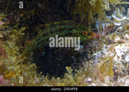 Wrasse a cinque punti (Symphodus roissali) Foto Stock