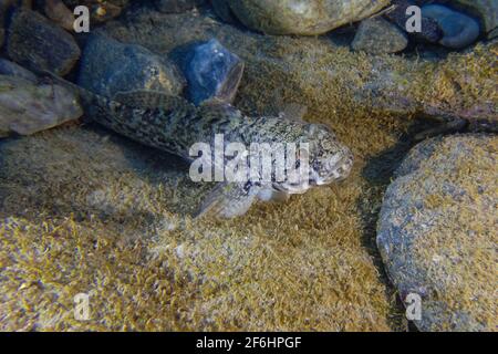 Gobio di roccia (Gobius paganellus) nel Mar Mediterraneo Foto Stock