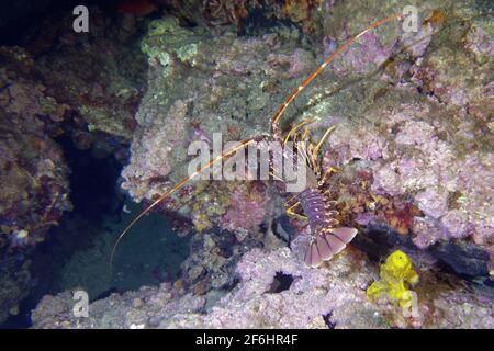 Aragosta spinosa comune (Palinurus elephas) Foto Stock