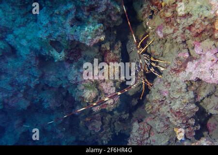 Aragosta spinosa comune (Palinurus elephas) Foto Stock