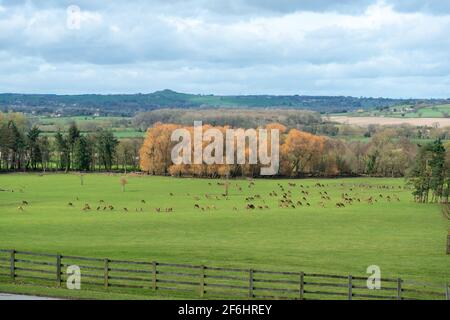 Una mandria di cervi rossi d'allevamento che pascolano su un campo Alla tenuta Harewood nel West Yorkshire Foto Stock