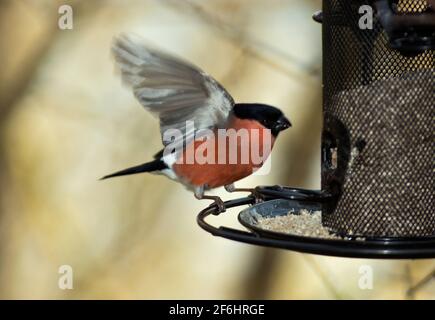 Un maschio Bullfinch atterra su un birdfeeder giardino. Normalmente questi sono uccelli timidi del baldacchino boscoso ma la gente che alimenta gli uccelli è fortunata vederli Foto Stock