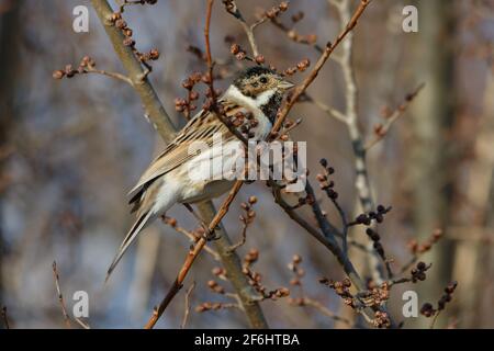 Comune di Reed Bunting (Emberiza schoeniclus) Foto Stock