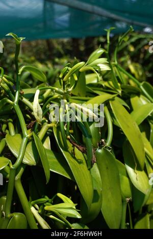 Reunion, Sainte-Suzanne, 2020/29/29: Piante di vaniglia (planifolia di vaniglia), protette da reti nella piantagione di vaniglia della tenuta di Grand Hazier, nort Foto Stock