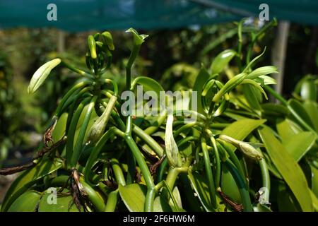 Reunion, Sainte-Suzanne, 2020/29/29: Piante di vaniglia (planifolia di vaniglia), protette da reti nella piantagione di vaniglia della tenuta di Grand Hazier, nort Foto Stock