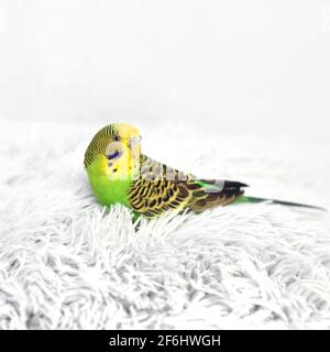 Un pappagallo è seduto su un cuscino. Uccello Foto Stock