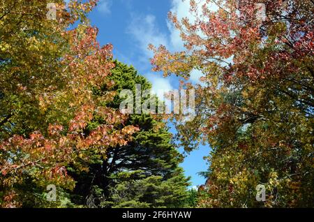 Colore autunnale nel parco Foto Stock