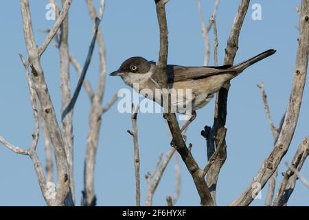 Western Orphean Warbler (Sylvia hortensis) Foto Stock