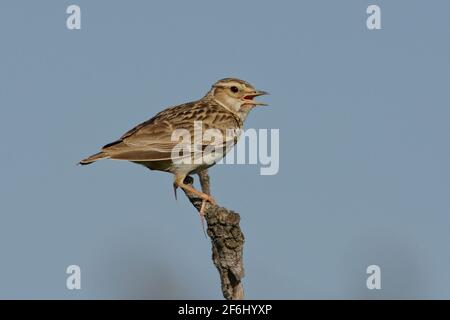 Woodlark (Lullula arborea) su un ramo Foto Stock