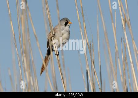 Barbuto Reedling (Panurus biarmicus) Foto Stock