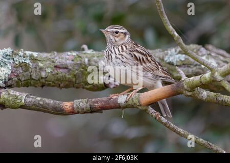 Woodlark (Lullula arborea) su un ramo Foto Stock