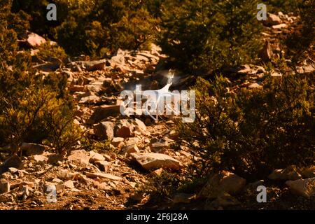 drone volante Foto Stock