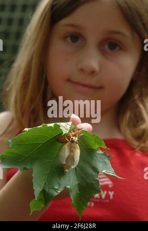 USA Maryland Insect Cicada cicadas Cicadoidea Brood X 17 anni cicada emerge dal suolo per riprodursi Foto Stock