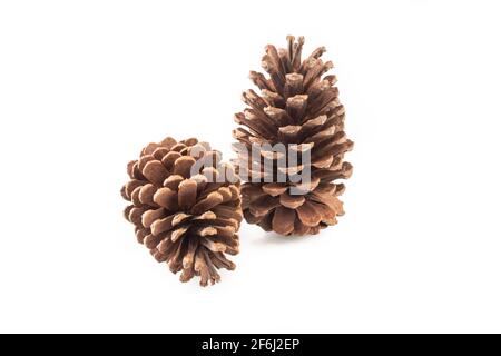 Pineconi isolati su sfondo bianco. Foto Stock