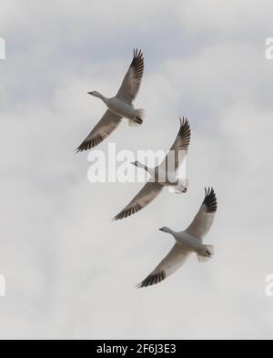 Un piccolo gregge di oche da neve che migrano verso nord in primavera in Canada Foto Stock