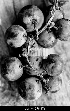 Una macro shot di moscato uva (Vitis rotundifolia) rivela il frutto di violaceo-pelle nera e la vite è serrata la corteccia e presenta verrucosa germogli. Foto Stock
