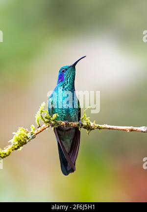 Violetear verde o colibrì viola messicano (Colibri thalassinus) arroccato su un ramo muschiato in Costa Rica Foto Stock