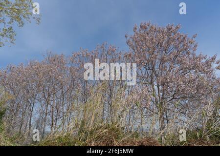 albero al bordo di un fossato Foto Stock