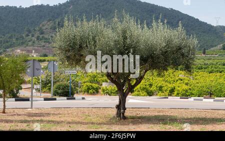 L'ulivo in Quart de les Valls Foto Stock