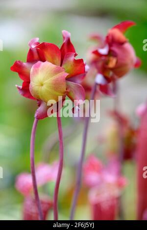 Pitcherplant viola, Saddle Flower (Sarracenia purpurpurea) - Pitcher pianta in fiore Foto Stock