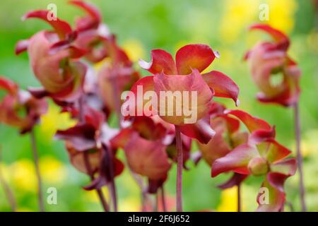 Pitcherplant viola, Saddle Flower (Sarracenia purpurpurea) - Pitcher pianta in fiore Foto Stock