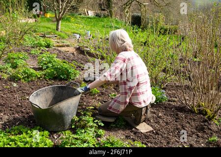 Donna anziana inginocchiata in frutta orto giardino giardinaggio in Primavera marzo erbacce preparare letti per piantare Galles Gran Bretagna UK KATHY DEWITT Foto Stock