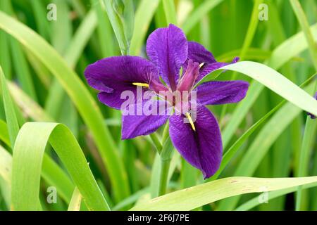 Fiore viola profondo di Iris 'Black Gamecock' iris d'acqua. IRIS (LOUISIANA HYBRID) "BLACK GAMECOCK" con sfondo fogliame Foto Stock