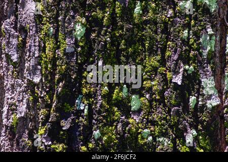 Corteccia di mogano con muschio verde e funghi Foto Stock