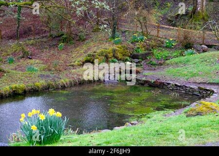 Giardino stagno piscina nel marzo 2020 in primo paesaggio primaverile con grumi di narcisi e licheni su alberi di quercia in Carmarthenshire Galles occidentale UK KATHY DEWITT Foto Stock