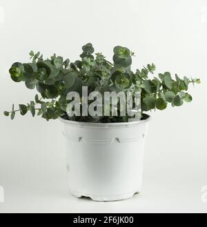 Eucalipto gunni in vaso con fondo bianco Foto Stock