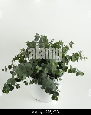 Eucalipto gunni in vaso con sfondo bianco, vista dall'alto Foto Stock