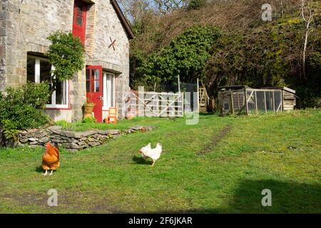Galline e galline che vagano liberamente su piccola tenuta all'esterno In primavera giardino di fronte al fienile convertito Carmarthenshire Galles UK KATHY DEWITT Foto Stock