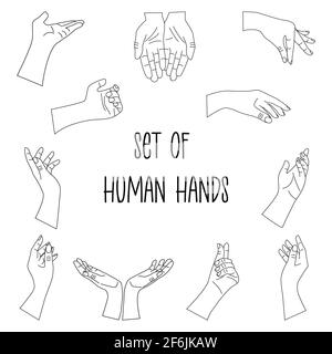 Set di mani umane al polso. Immagine vettoriale lineare in bianco e nero disegnata a mano, icona minimalista di tendenza. Doodle isolato Illustrazione Vettoriale