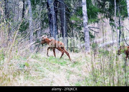 Due vitelli bruni alci (età inferiore a una settimana) attraversano la strada forestale dopo la loro madre, metà maggio nelle foreste boree settentrionali come il tim calvante Foto Stock