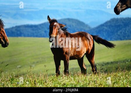 Cavallo Kabarda razza ritratto: Piccolo e asciutto, con un profilo humped. Caucasia settentrionale Foto Stock