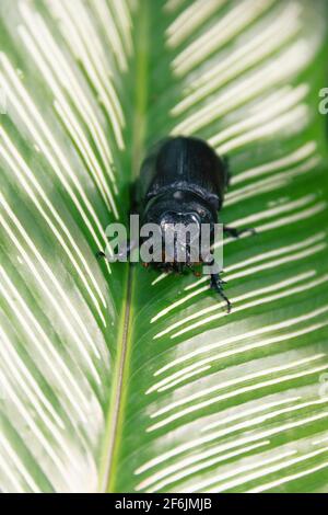 Il rhinoceros Beetle (Oryctes rhinoceros, Scarabaeidae) è un parassita di palma e pandanus. Sri Lanka. Femmina con avvisatore acustico corto Foto Stock