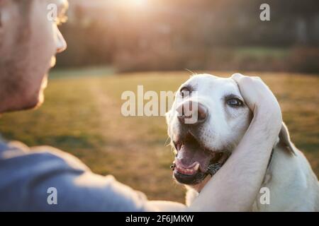 Giovane uomo che accarezzava il suo vecchio cane sul prato. Il proprietario degli animali e il vecchio labrador riever nella natura al bellissimo tramonto. Foto Stock