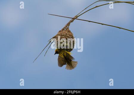 Un Villaggio Weaver (Ploceus cucullatus), aggrappato al lato del suo nido costruito su un albero di palma nella natura selvaggia sull'isola di Mauritius. Foto Stock