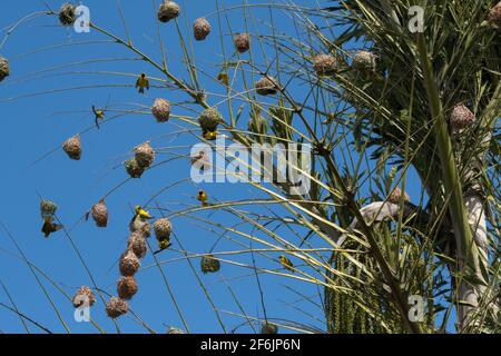 Una grande colonia di nidi Village Weaver (Ploceus cucullatus) costruita in alto sulle parti superiori di un albero di palma nella natura selvaggia sull'isola di Mauritius. Foto Stock