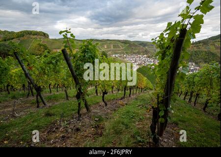 Villaggio di Dernau attraverso il vigneto visto dal 'Rotweinwanderweg', il Red Wine Hiking Trail nella Valle dell'Ahr in Germania Foto Stock