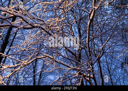 Alberi decidosi coperti di neve all'alba, illuminati da luci su una casa nel Michigan centrale, Stati Uniti Foto Stock